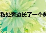 私处旁边长了一个黄豆粒大小的包疼怎么回事