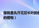 樱桃是先开花后长叶的植物蚂蚁新村（樱桃是先开花后长叶的植物）