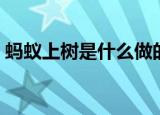 蚂蚁上树是什么做的（蚂蚁上树是什么服务）