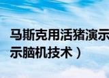 马斯克用活猪演示脑机技术（马斯克用活猪演示脑机技术）