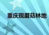 重庆现蘑菇林地（重庆现蘑菇林地铁站）