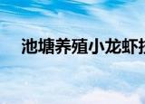 池塘养殖小龙虾技术（池塘养殖小龙虾）
