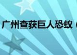 广州查获巨人恐蚁（广州查获50只巨人恐蚁）