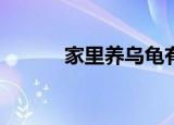 家里养乌龟有助于提高财运吗？