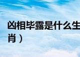 凶相毕露是什么生肖动物（凶相毕露是什么生肖）