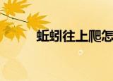 蚯蚓往上爬怎么办（蚯蚓往上爬）