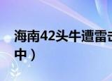 海南42头牛遭雷击死（海南30多头牛被雷击中）