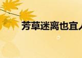 芳草迷离也宜人打一字（芳草宜人）