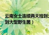 云南女士连续两天捡到大型野生菌n（云南女士连续两天捡到大型野生菌）