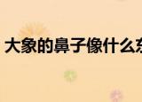 大象的鼻子像什么东西（大象的鼻子像什么）