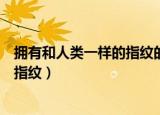 拥有和人类一样的指纹的动物（什么动物拥有和人类相似的指纹）