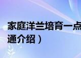 家庭洋兰培育一点通（关于家庭洋兰培育一点通介绍）
