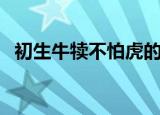 初生牛犊不怕虎的意思（初生牛犊不怕虎）