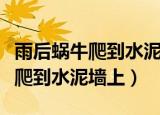 雨后蜗牛爬到水泥墙上是什么情况（雨后蜗牛爬到水泥墙上）