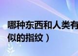 哪种东西和人类有相似的指纹（拥有和人类相似的指纹）