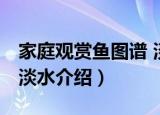 家庭观赏鱼图谱 淡水（关于家庭观赏鱼图谱 淡水介绍）