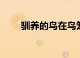 驯养的鸟在鸟笼里（驯养的近义词）