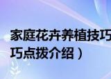 家庭花卉养植技巧点拨（关于家庭花卉养植技巧点拨介绍）