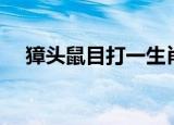 獐头鼠目打一生肖（獐头鼠目打一生肖）