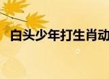 白头少年打生肖动物（白头少年打一生肖）