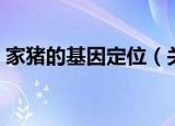 家猪的基因定位（关于家猪的基因定位介绍）