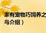 家有宠物巧饲养之鸟（关于家有宠物巧饲养之鸟介绍）