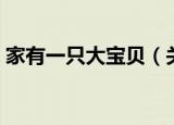 家有一只大宝贝（关于家有一只大宝贝介绍）