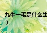 九牛一毛是什么生肖啊（九牛一毛是什么生肖）