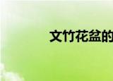 文竹花盆的选择（文竹花盆）