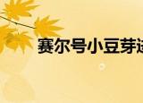 赛尔号小豆芽进化（赛尔号小树精）