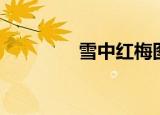 雪中红梅图片（雪中红梅）