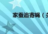 家蚕追寄蝇（关于家蚕追寄蝇介绍）