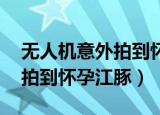 无人机意外拍到怀孕江豚 新闻（无人机意外拍到怀孕江豚）
