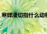 寒蝉凄切指什么动物（寒蝉凄切指什么生肖）