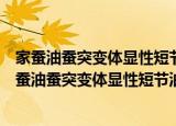 家蚕油蚕突变体显性短节油蚕Obs的定位克隆研究（关于家蚕油蚕突变体显性短节油蚕Obs的定位克隆研究介绍）