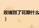 玫瑰到了花期什么梗（玫瑰到了花期什么意思）
