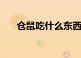 仓鼠吃什么东西最健康（仓鼠吃什么）