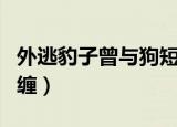 外逃豹子曾与狗短暂纠缠（外逃豹子曾与狗纠缠）