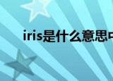 iris是什么意思中文（iris是什么意思）