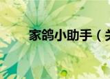 家鸽小助手（关于家鸽小助手介绍）