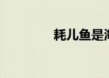耗儿鱼是海鱼吗（耗儿鱼）