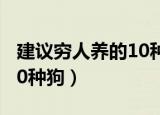 建议穷人养的10种狗卡斯罗（建议穷人养的10种狗）