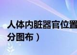 人体内脏器官位置和作用（人体内脏器官位置分图布）