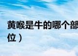 黄喉是牛的哪个部位图解（黄喉是牛的哪个部位）