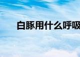 白豚用什么呼吸的（白豚用什么呼吸）