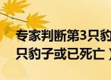 专家判断第3只豹子或已死亡（专家判断第3只豹子或已死亡）