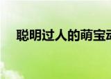 聪明过人的萌宝动画（聪明过人的意思）