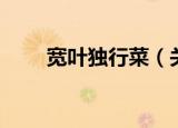 宽叶独行菜（关于宽叶独行菜介绍）