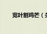宽叶割鸡芒（关于宽叶割鸡芒介绍）