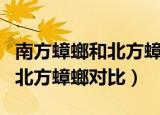 南方蟑螂和北方蟑螂对比搞笑图（南方蟑螂和北方蟑螂对比）